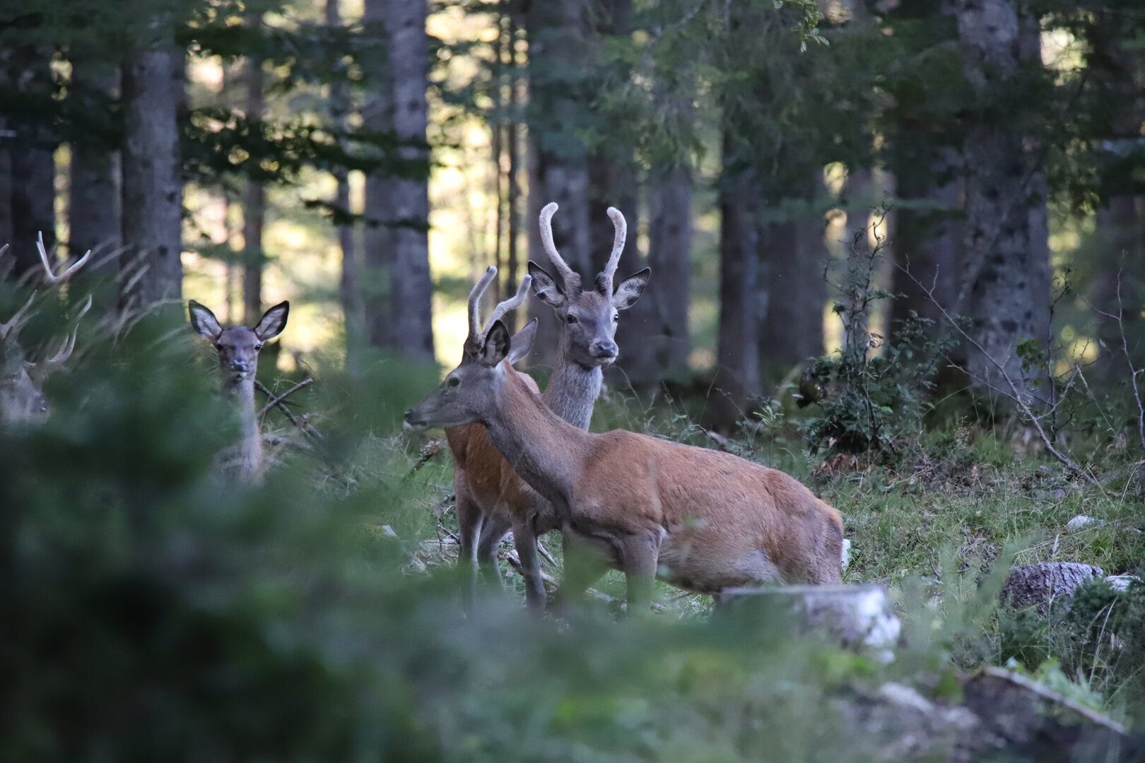 © Wildes Bayern / Hubert Biliani