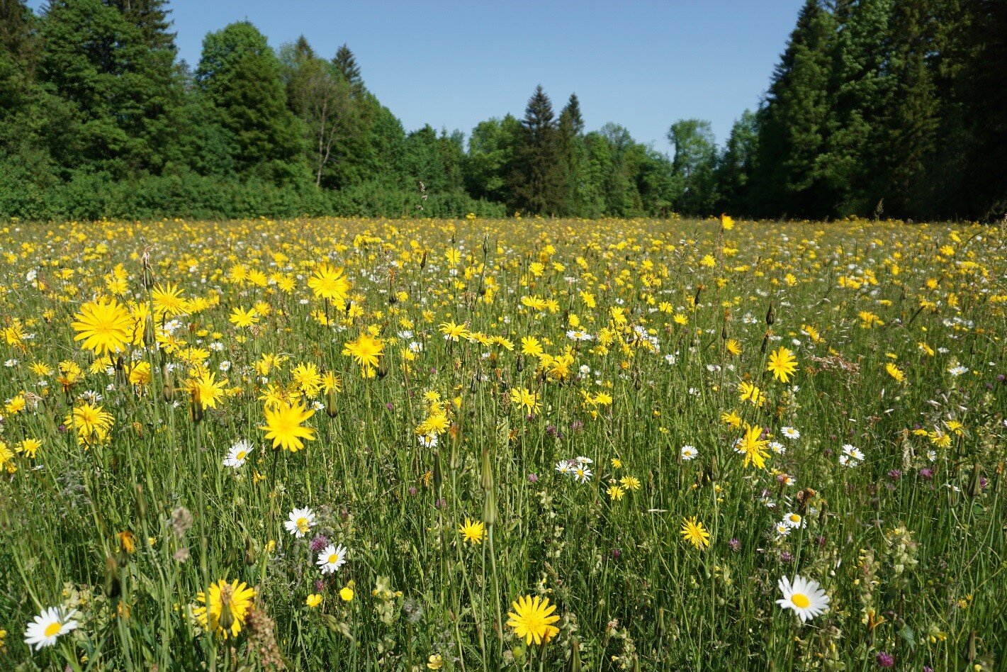 © Naturraumplanung Egger e.U., Monika Dubbert 