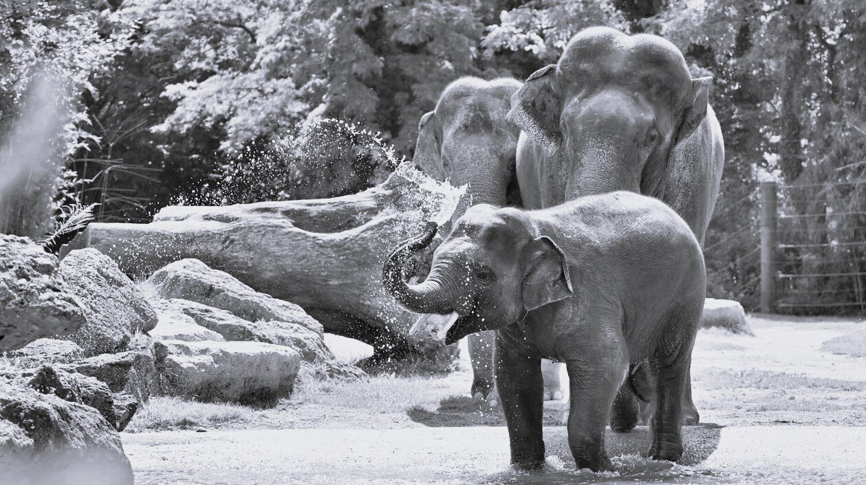 © Tierpark Hellabrunn / Foto: Birgt Mohr