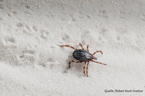 Hyalomma Zecke