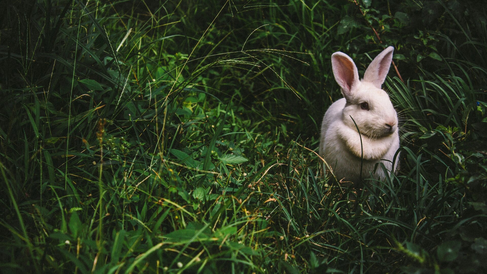 Rabbit in the grass | © Unsplash / Victor Larracuente