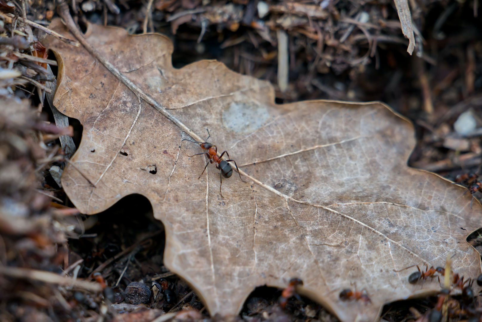 You can see a forest ant on a leaf. | © Unsplash / Tobias Mockenhaupt