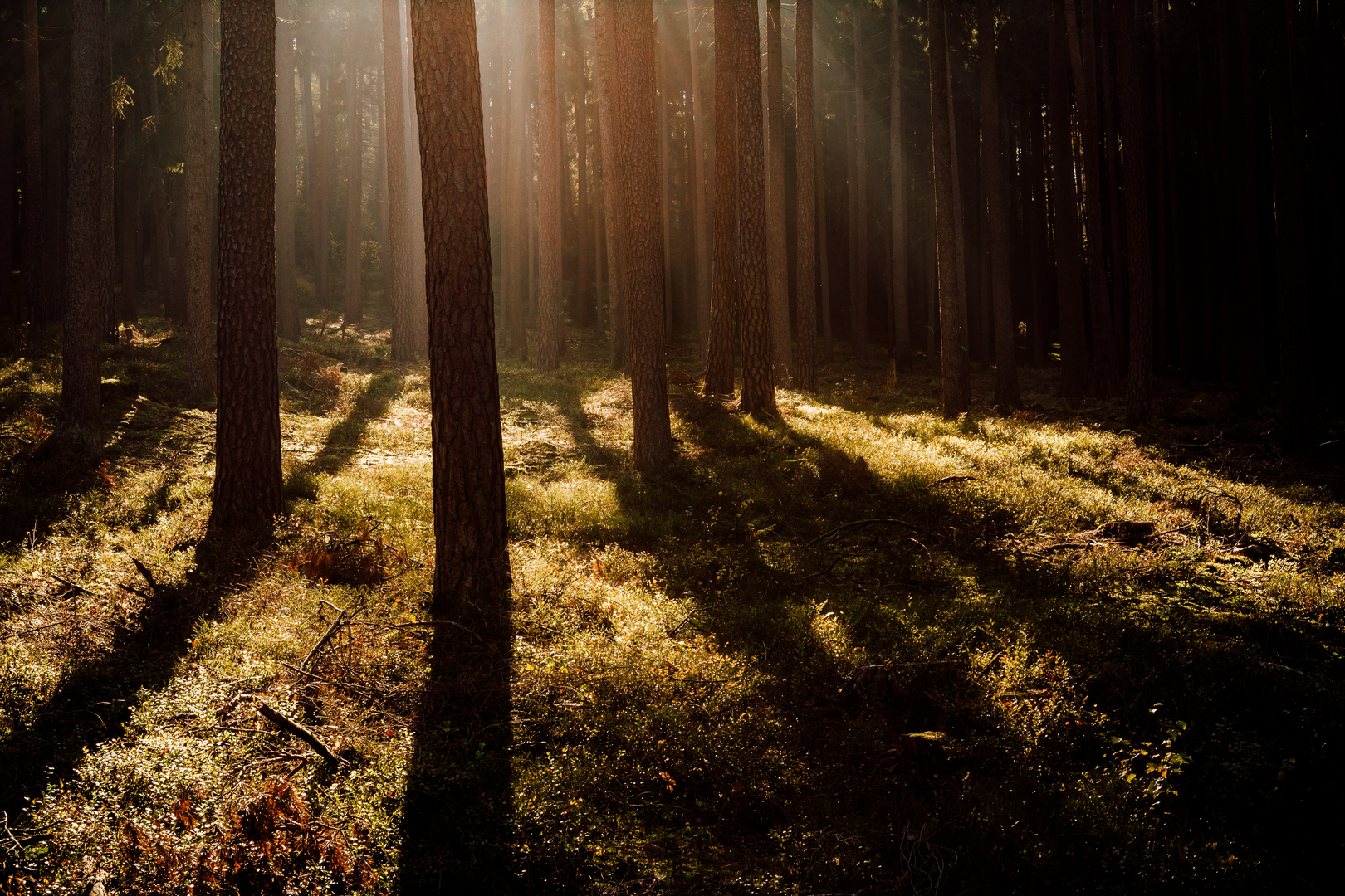 © Unsplash / Adrian Infernus