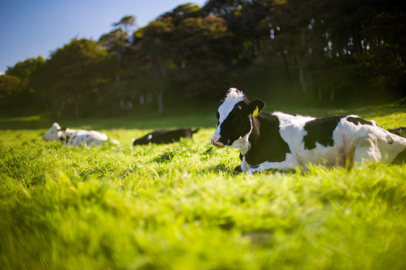 I was walking past this field and spotted a cow looking rather glorious in the morning light so I got low and show through some blades of grass to give a slightly softer, hazy feel | © Unsplash / Andy Kelly