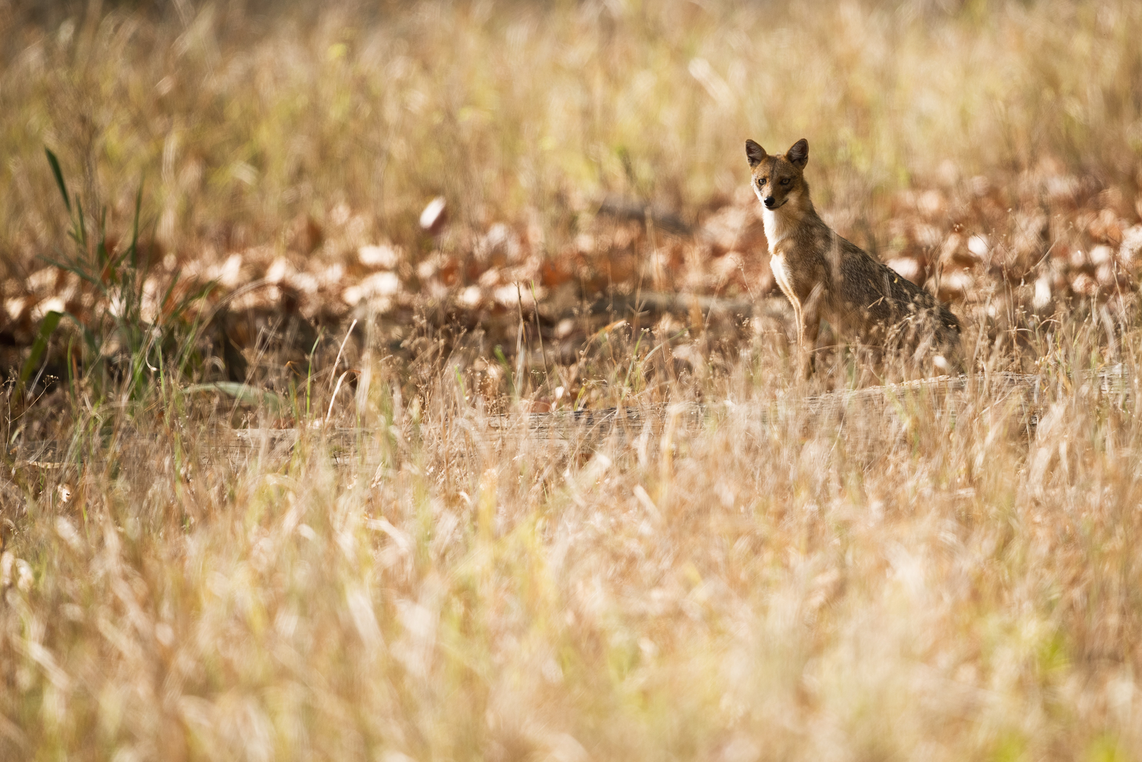 Posing Jackal | © Unsplash / Vincent van Zalinge