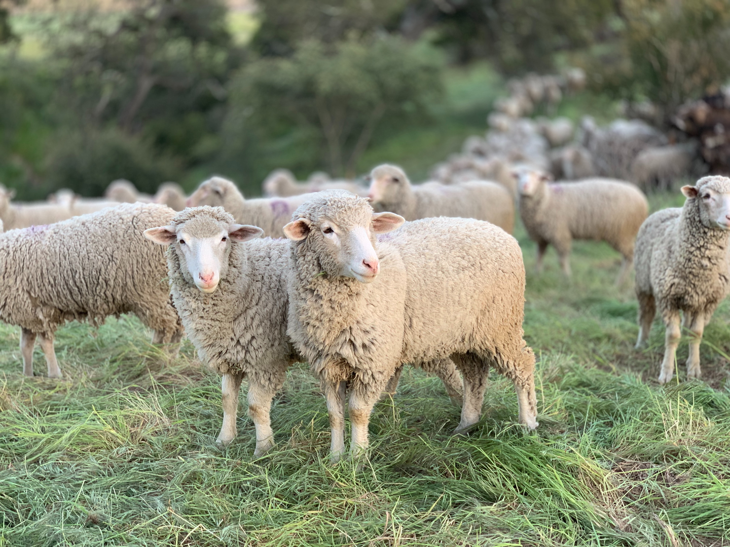 Sheep grazing at the San Marcos Foothills Preserve in Santa Barbara California as part of a habitat restoration strategy to reduce non-native annual grasses and promote the restoration of healthy grasslands. | © Unsplash / Tanner Yould