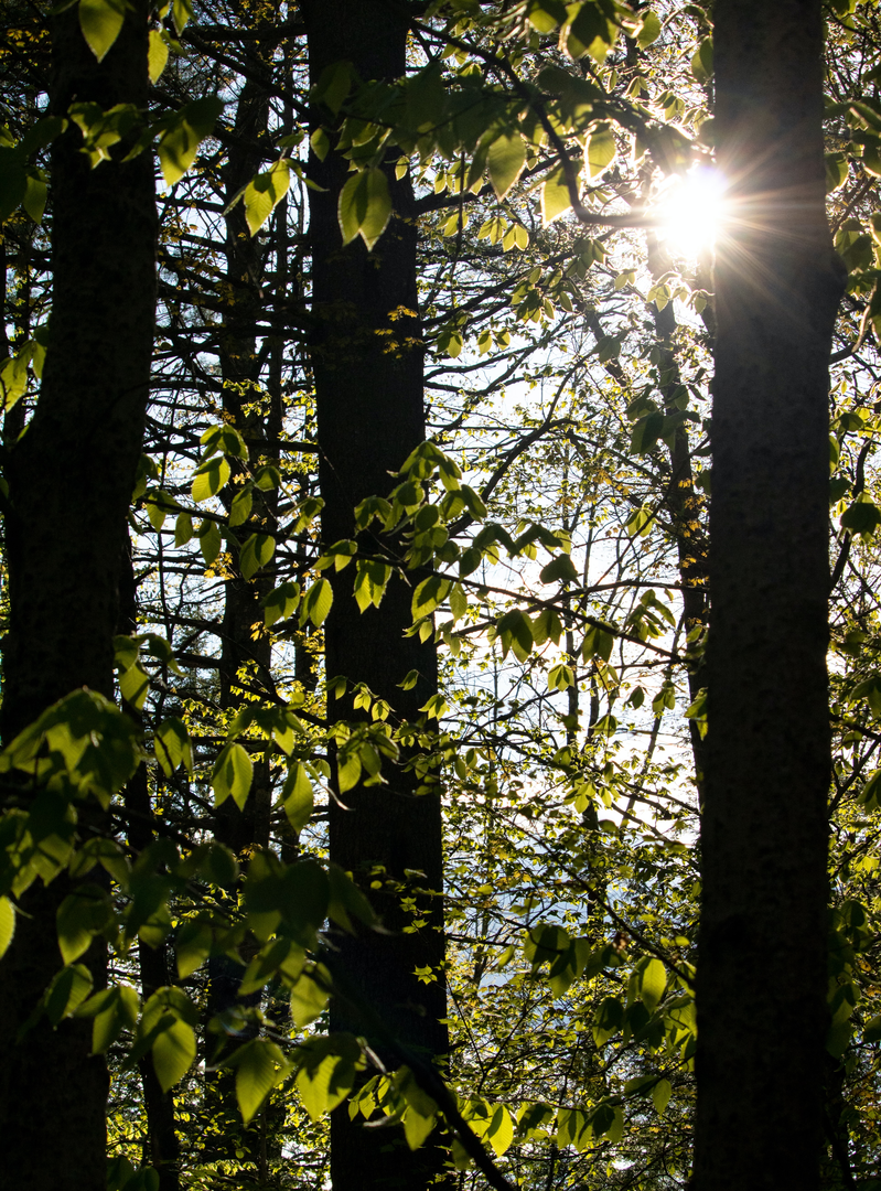 Sun shining through American Ash trees during golden hour | © Unsplash / Jonathan Larson
