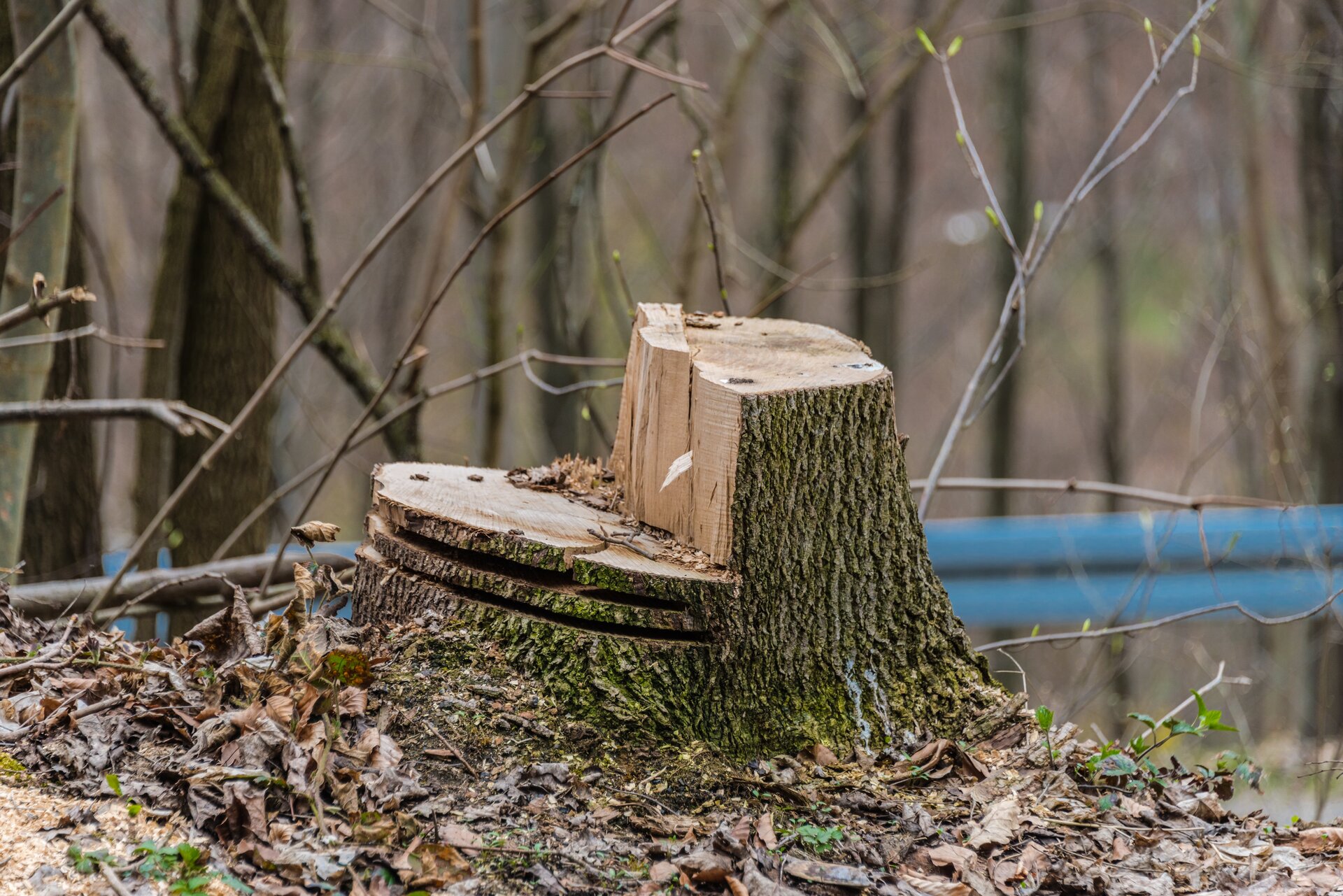 A tree stump worked with a chainsaw.