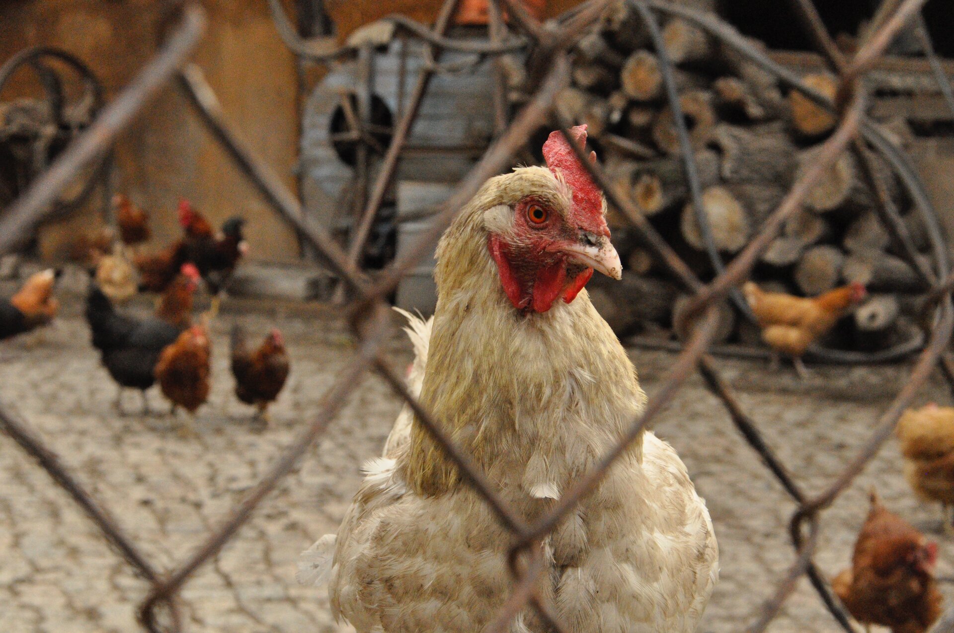 Hen with a stern look on a farm