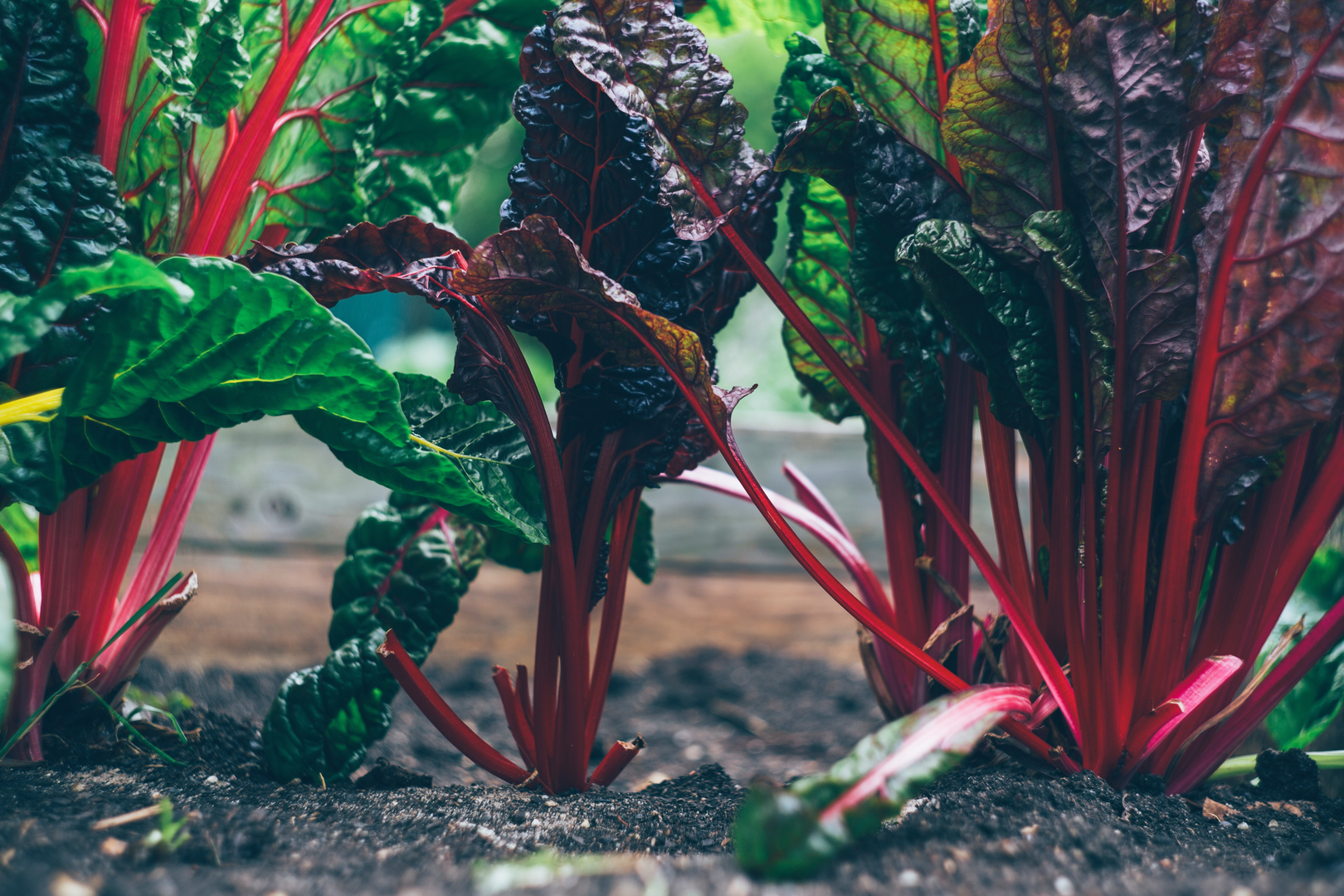 Fresh bio organic chard at raised bed for urban gardening. | © Unsplash / Markus Spiske