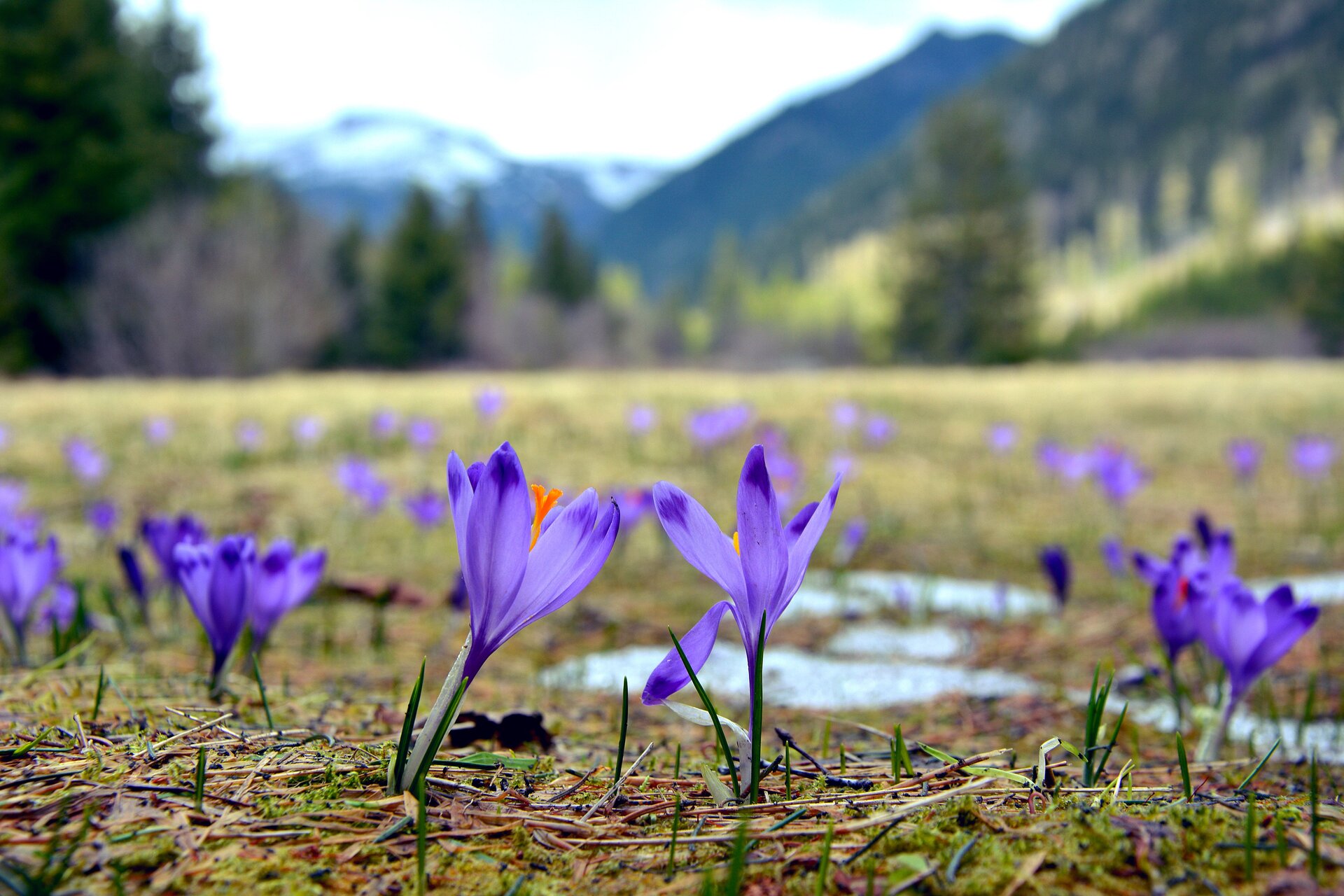 Crocus Field