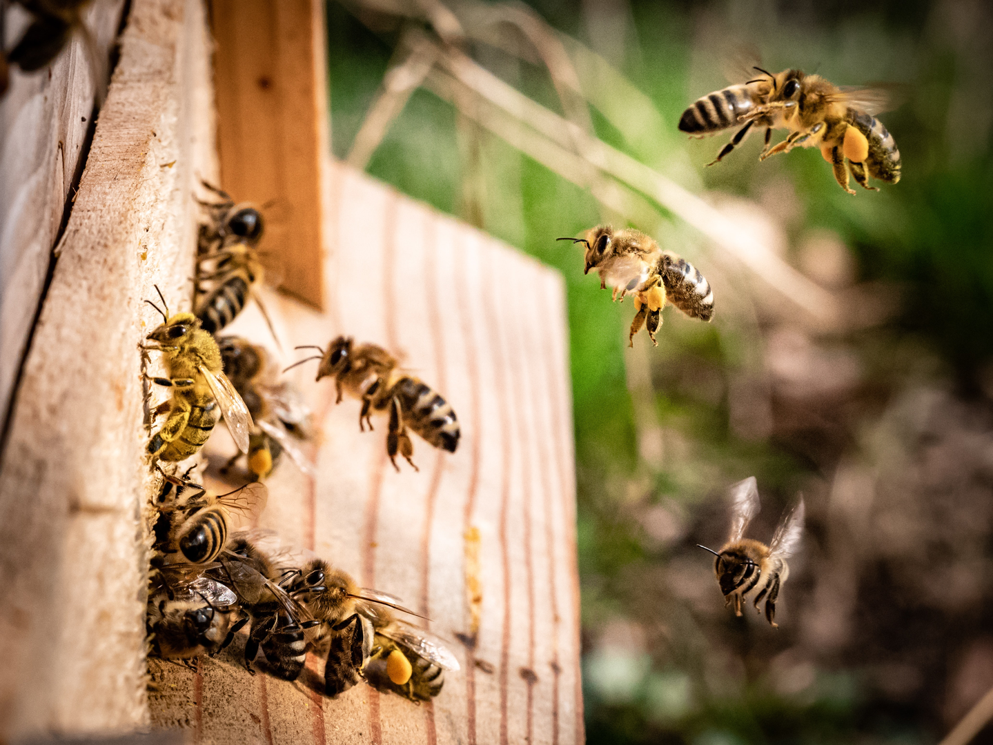 Honey bees flying into beehive macro shot, macrophotography ( Apis, Apidae ) | © Unsplash / Kai Wenzel