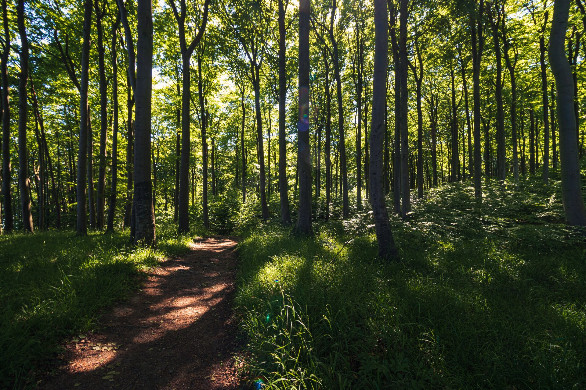 Wald im Nationalpark Jasmund auf Rügen