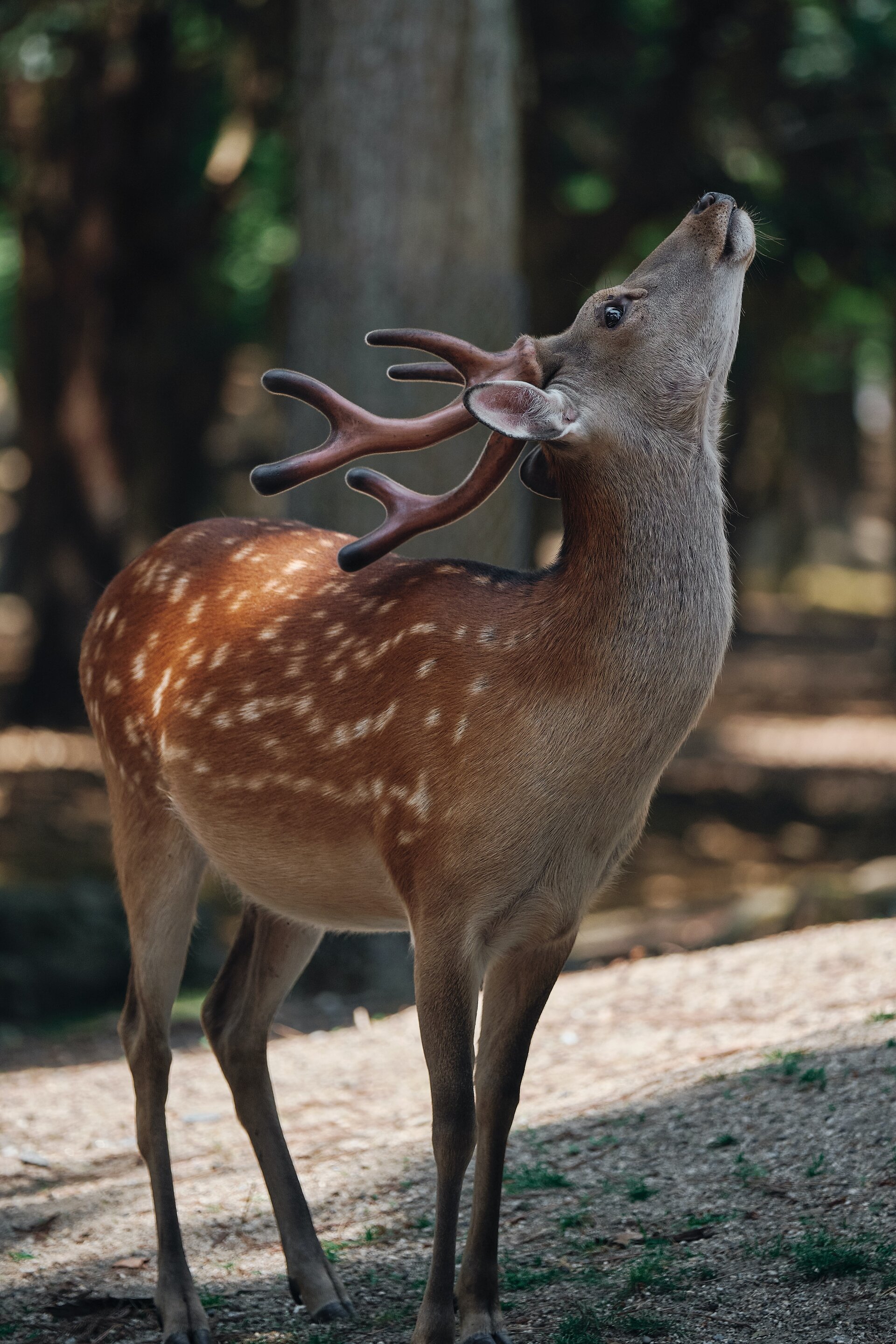 While taking a rest in the Nara Deer Park, Japan, this young male deer ventured up close and looked up - long enough for me to quickly take out my camera and capture the brief moment