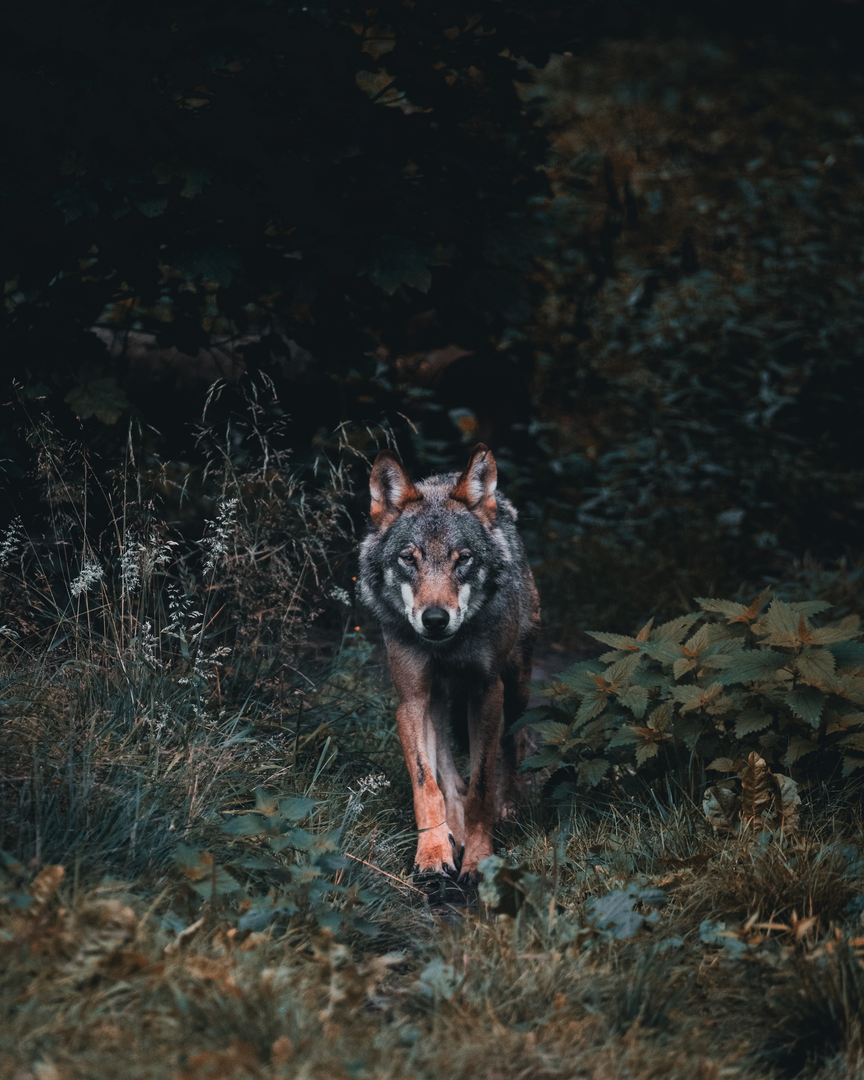 Lonely Wolf | © Unsplash / Julien Riedel