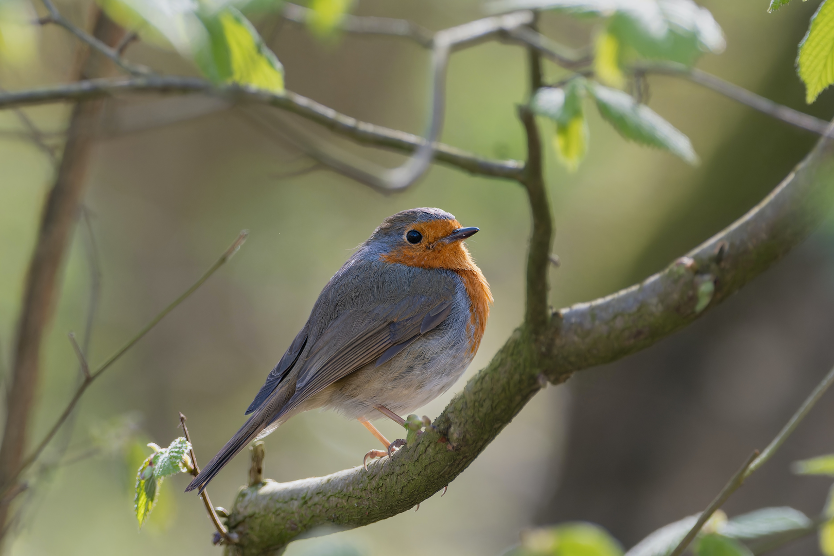 Rotkehlchen sitzt auf einem Zweig und zwitschert | © Unsplash / Siegfried Poepperl