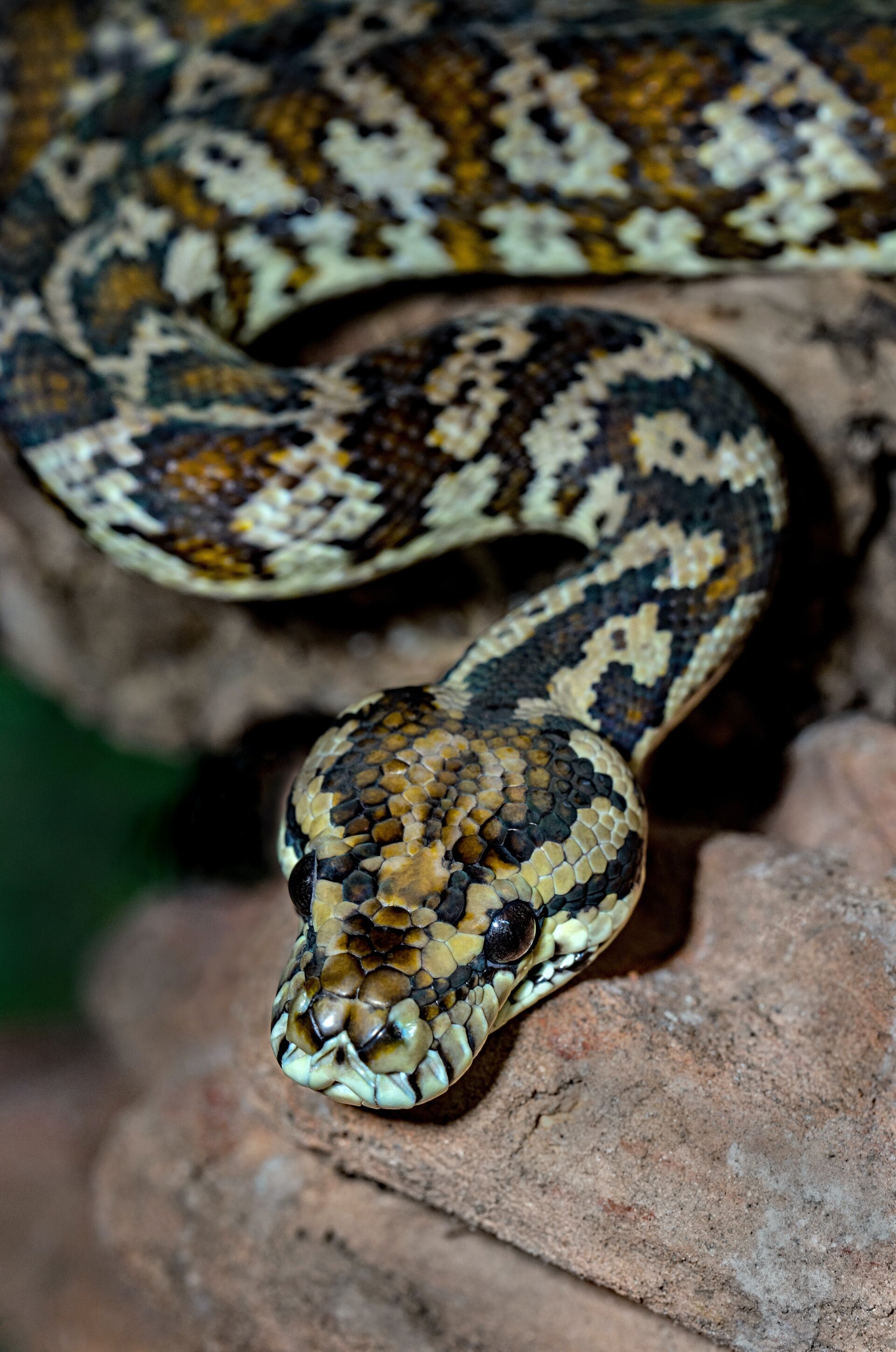 The pretty Darwin colour form of the carpet python Morelia spilota.