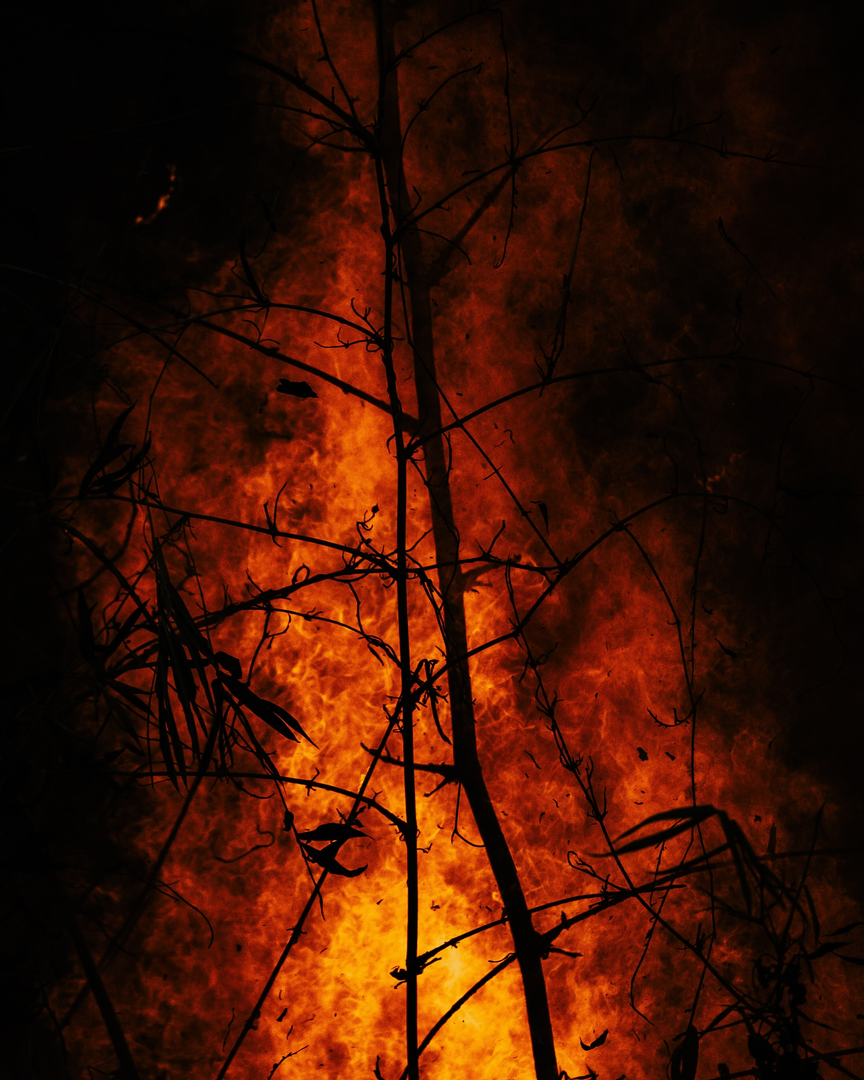 Here in Puerto Rico from February to April/May is the fire season and burning of plants and trees in the wilderness. | © Unsplash / Benjamin Lizardo