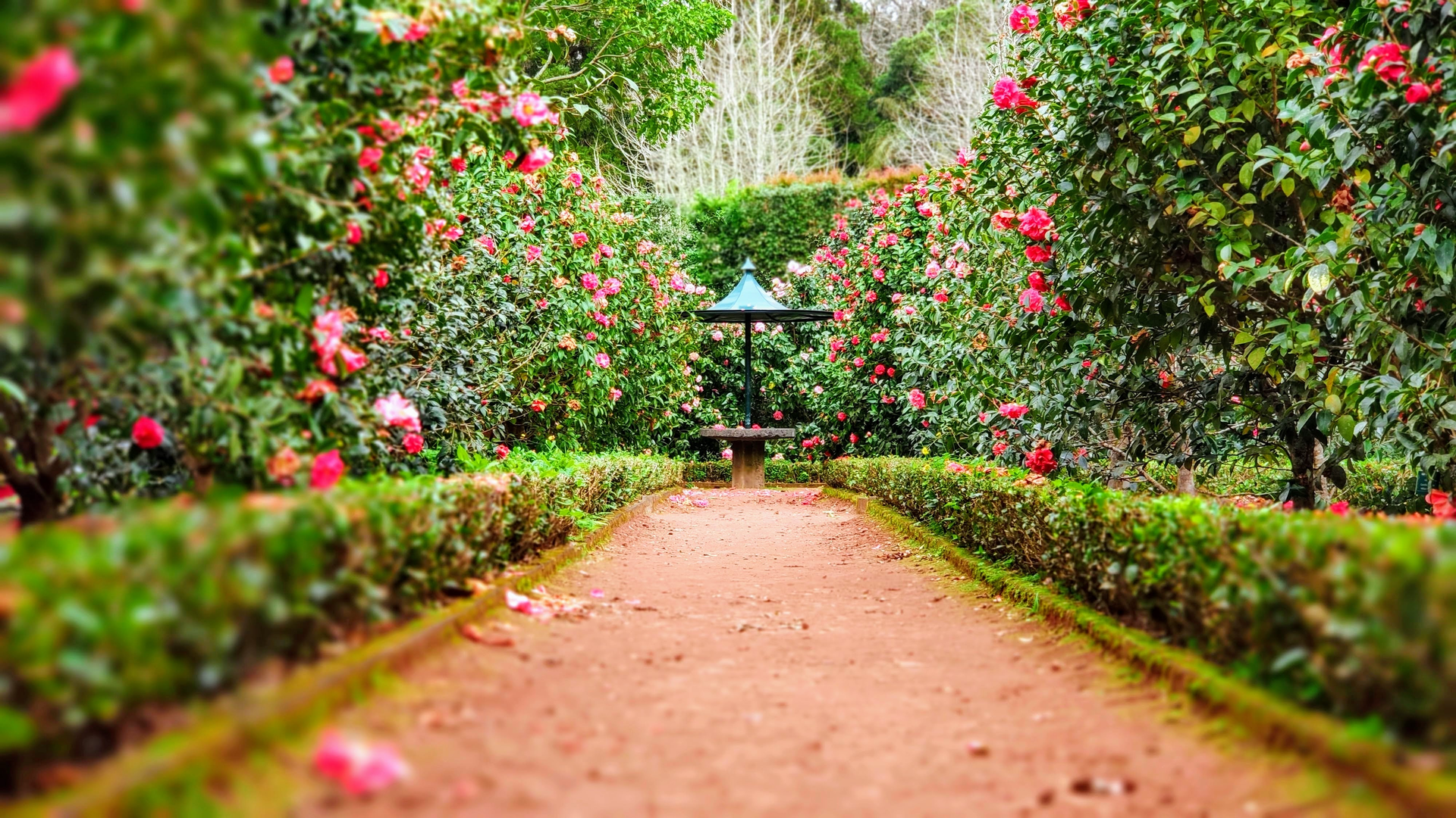 A table in the middle of the Garden. Rose flowers and pink flowers spread through the garden. | © Unsplash / Ignacio Correia 🟢