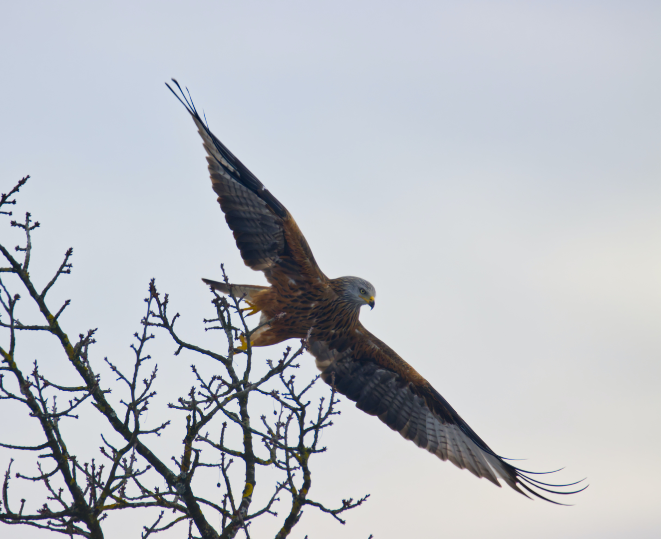 Red kite / 15.02.2021 | © Unsplash / Julian