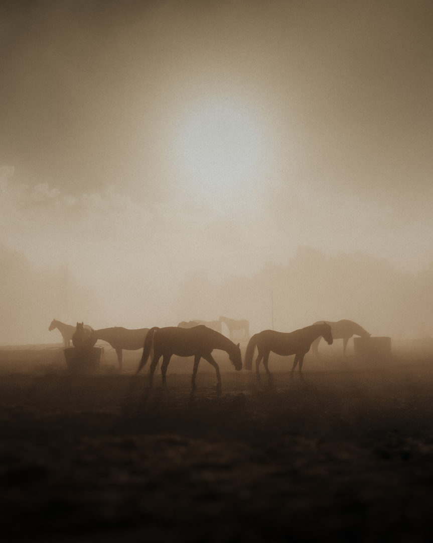 Horses in early morning mist  | © Unsplash / 🇸🇮 Janko Ferlič