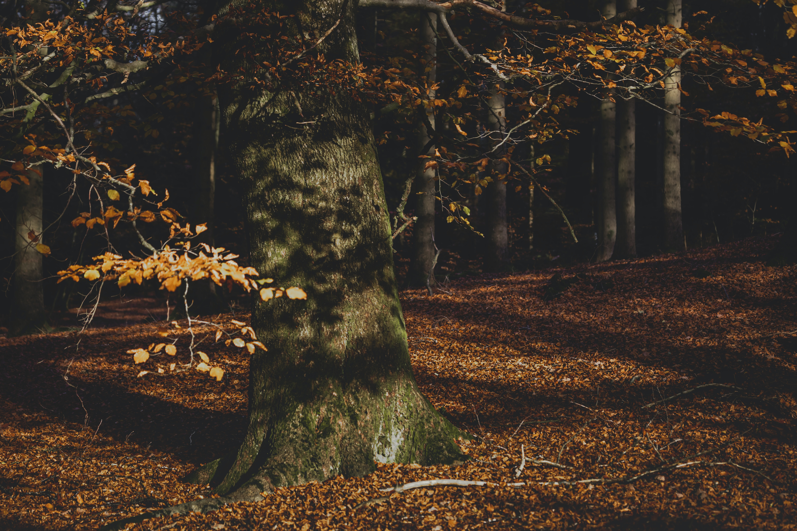 
Light and shadow in the deep forest | © Unsplash / Myriam Zilles