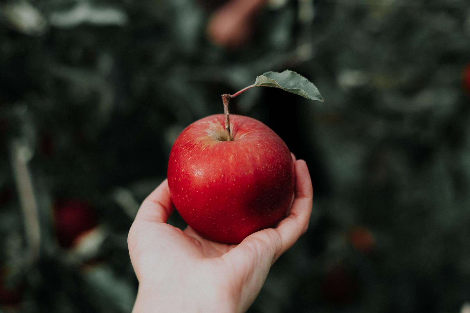 A hand holding an apple | © Unsplash / Priscilla Du Preez 🇨🇦