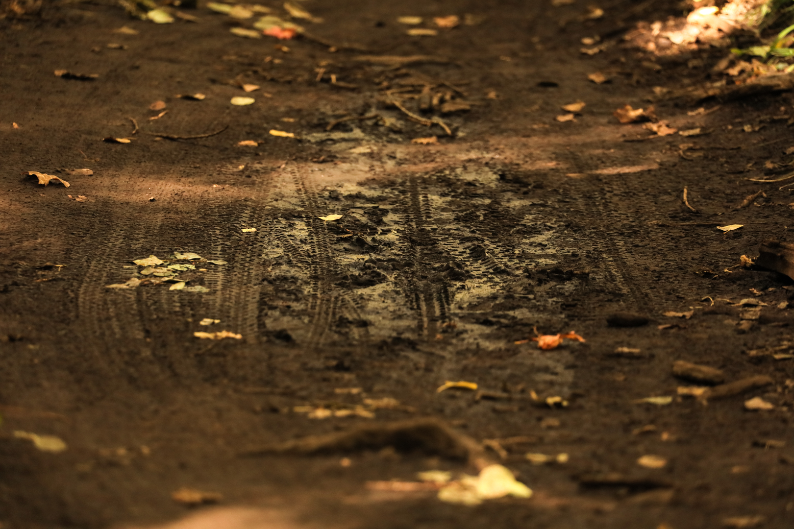 Patrick Hendry - Damp Dirt Dude | © Unsplash / Patrick Hendry