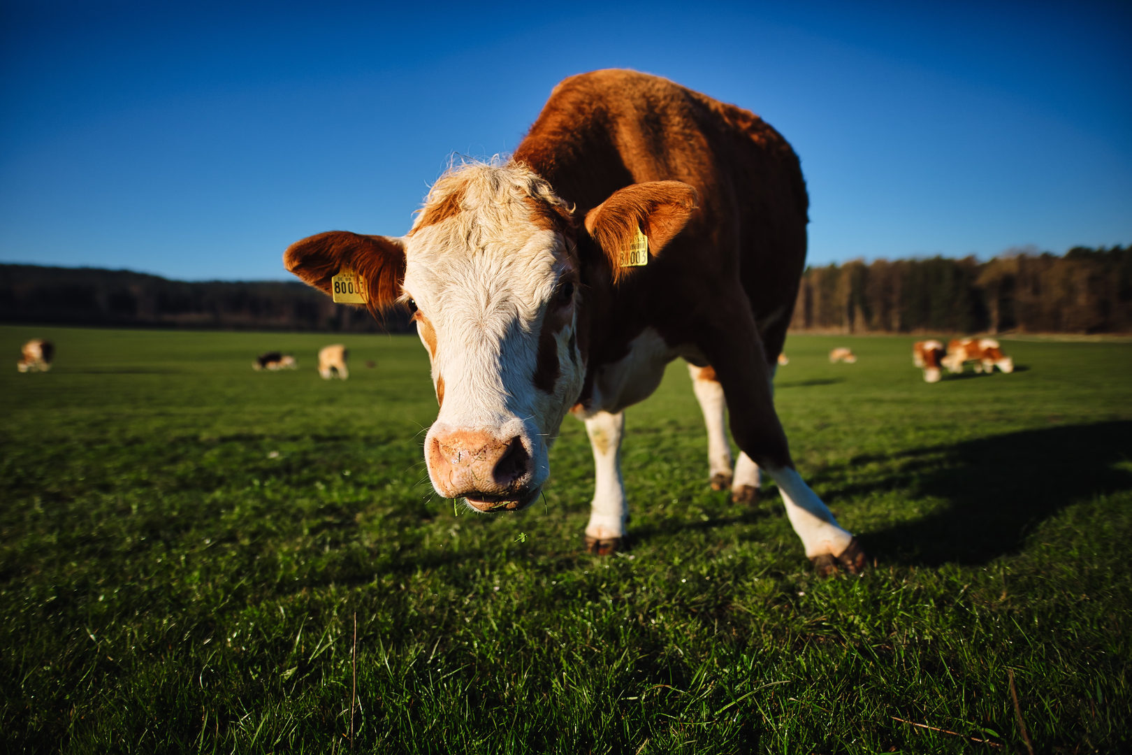 © Unsplash / Adrian Infernus