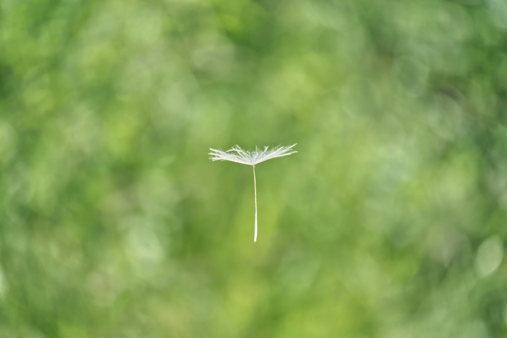 A seed drifting with the wind. 
The picture took me a lot of time to make it. Get the seed into focus and sharp was very difficult  | © Unsplash / Wolfgang Hasselmann