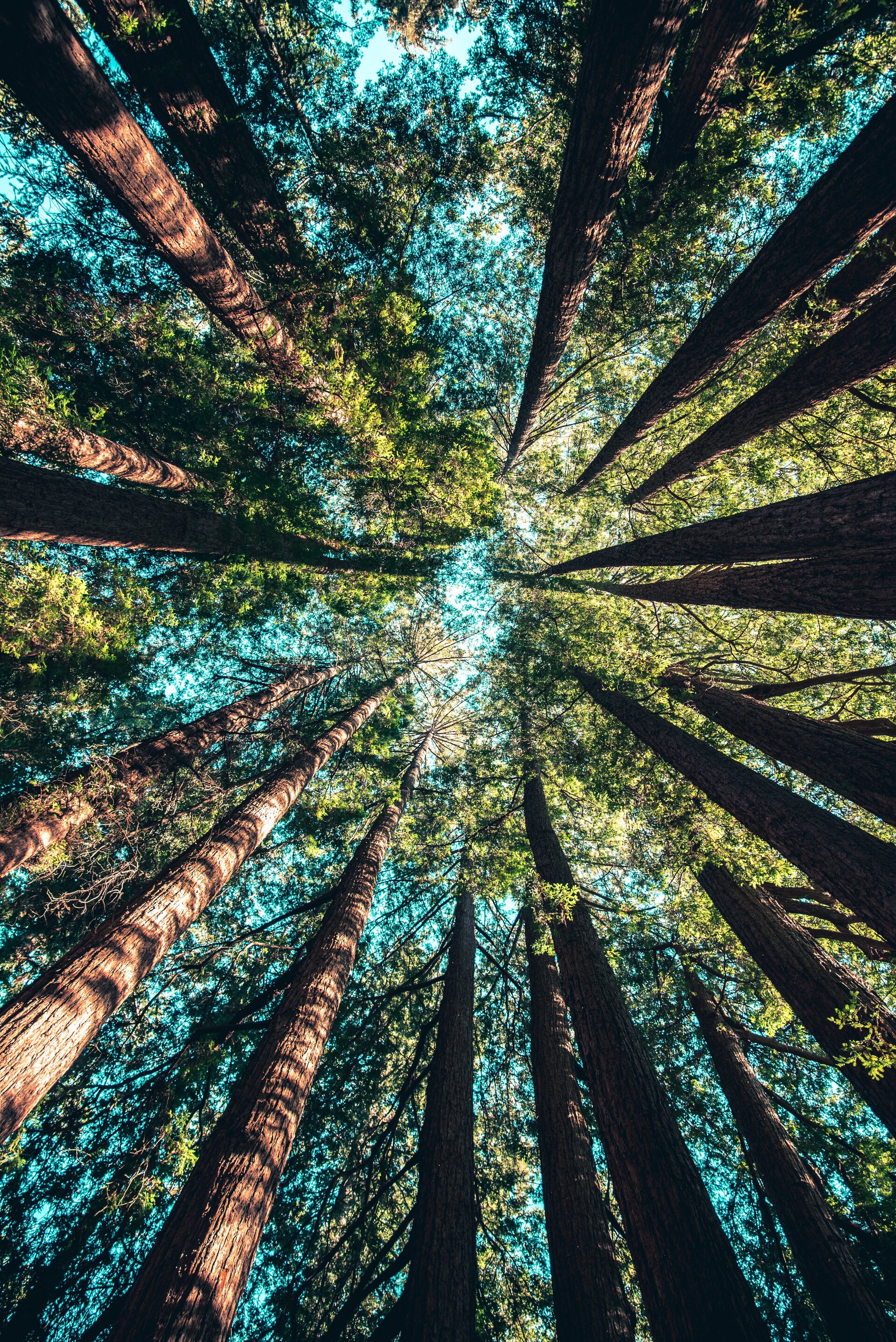 Looking up