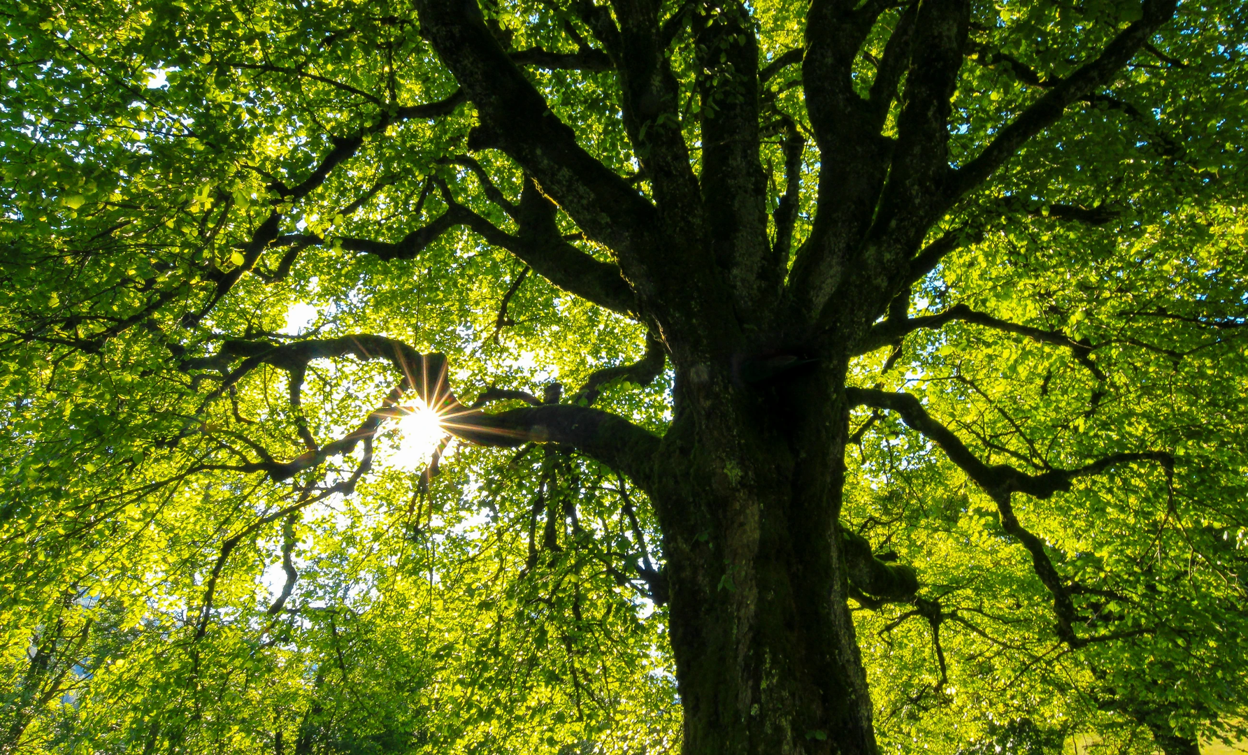 Tree in backlight | © Unsplash / Jan Huber