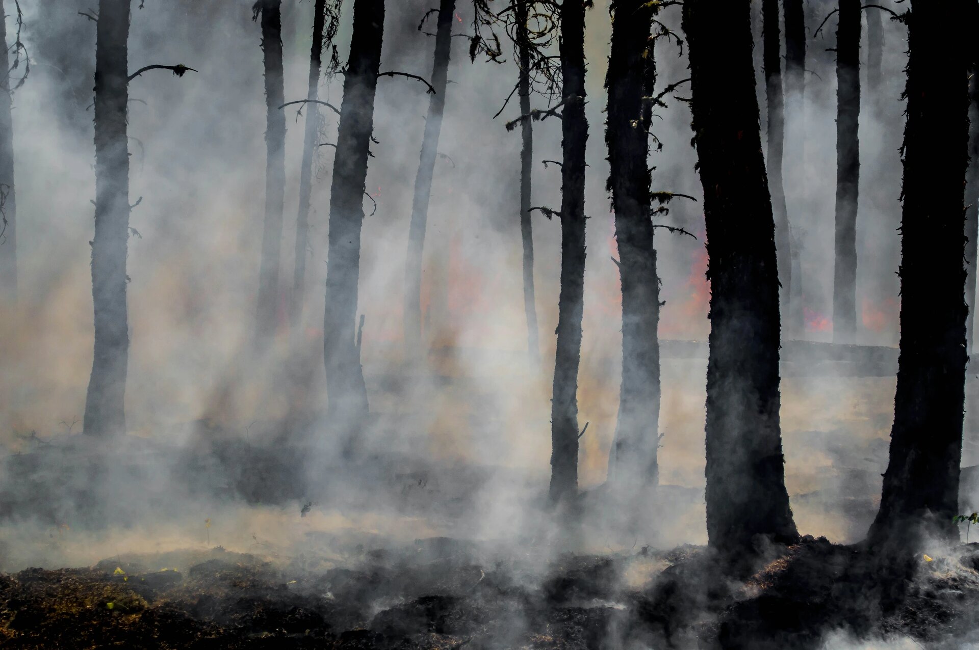 Smoke and glowing embers dominate the forest as wildland firefighters battle the last of the flames of the Harding Fire in north east Saskatchewan