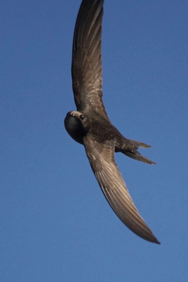 Mauersegler fliegt schnelle Kurve | © Unsplash / Walter Brunner