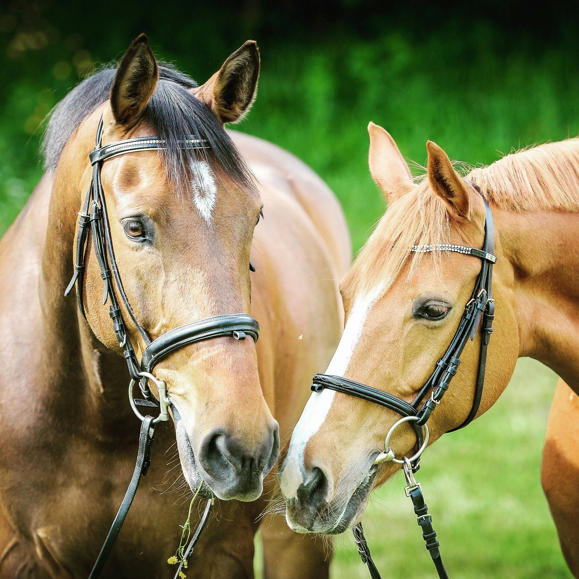 Horse couple grazing