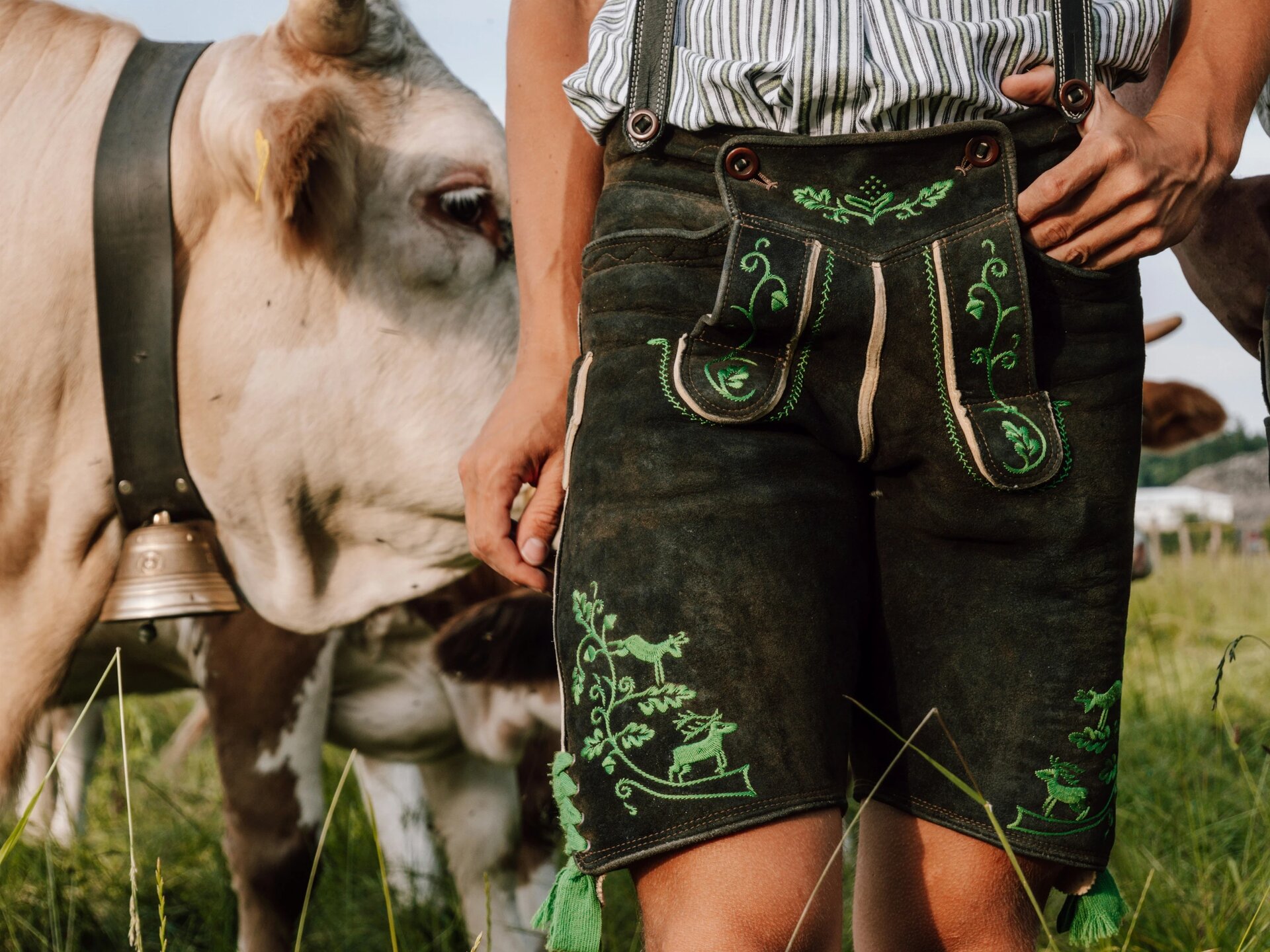 Mann mit Lederhose vor einer Kuh