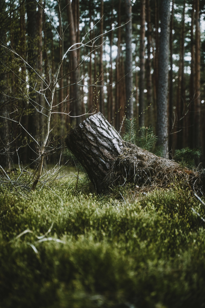 cinematic forest | © Unsplash / Moritz Lange