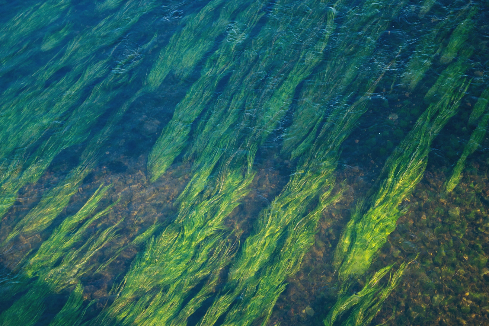 Underwater Algae | © Unsplash / John Mark Arnold