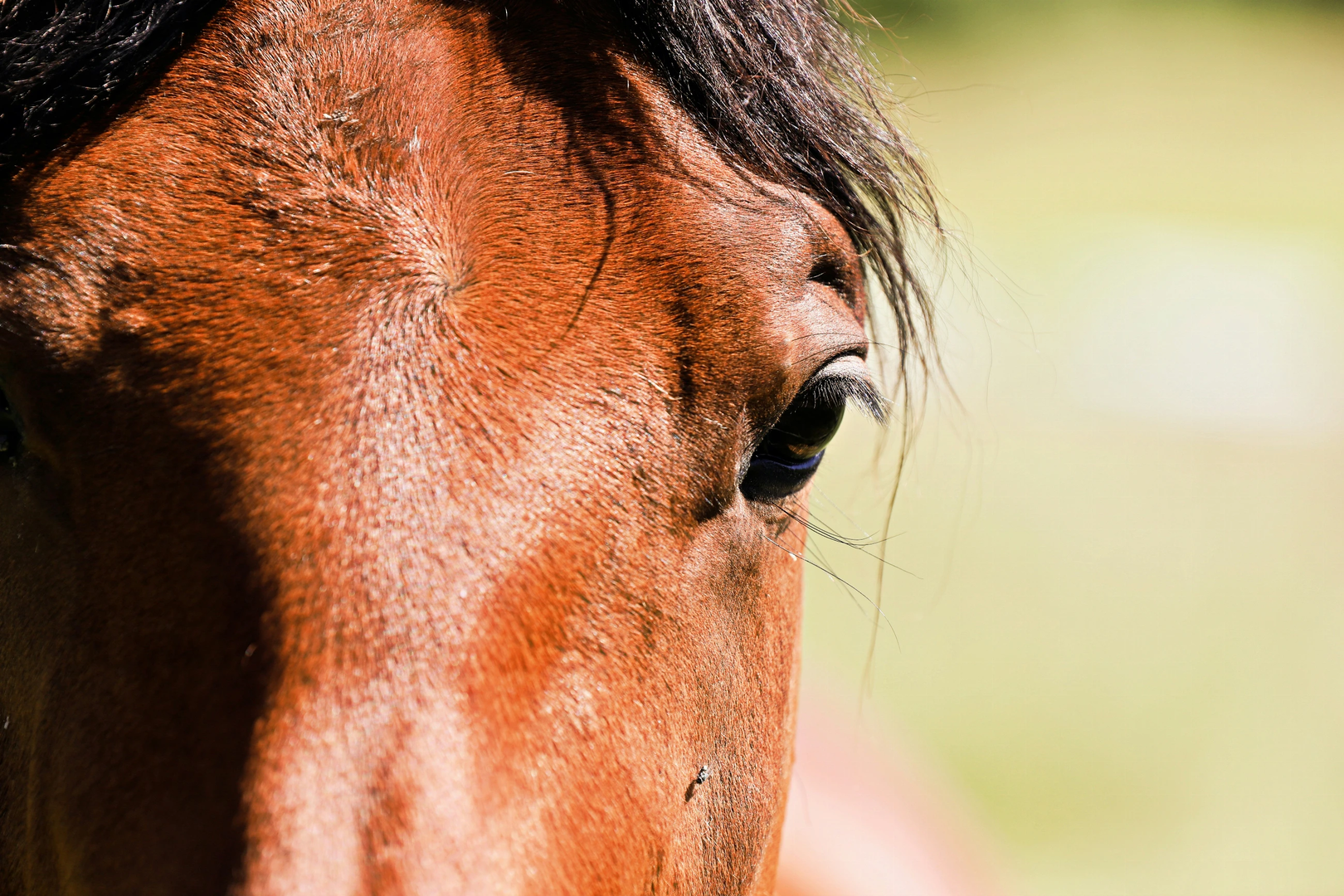 Pferd | © Unsplash / Christina & Peter