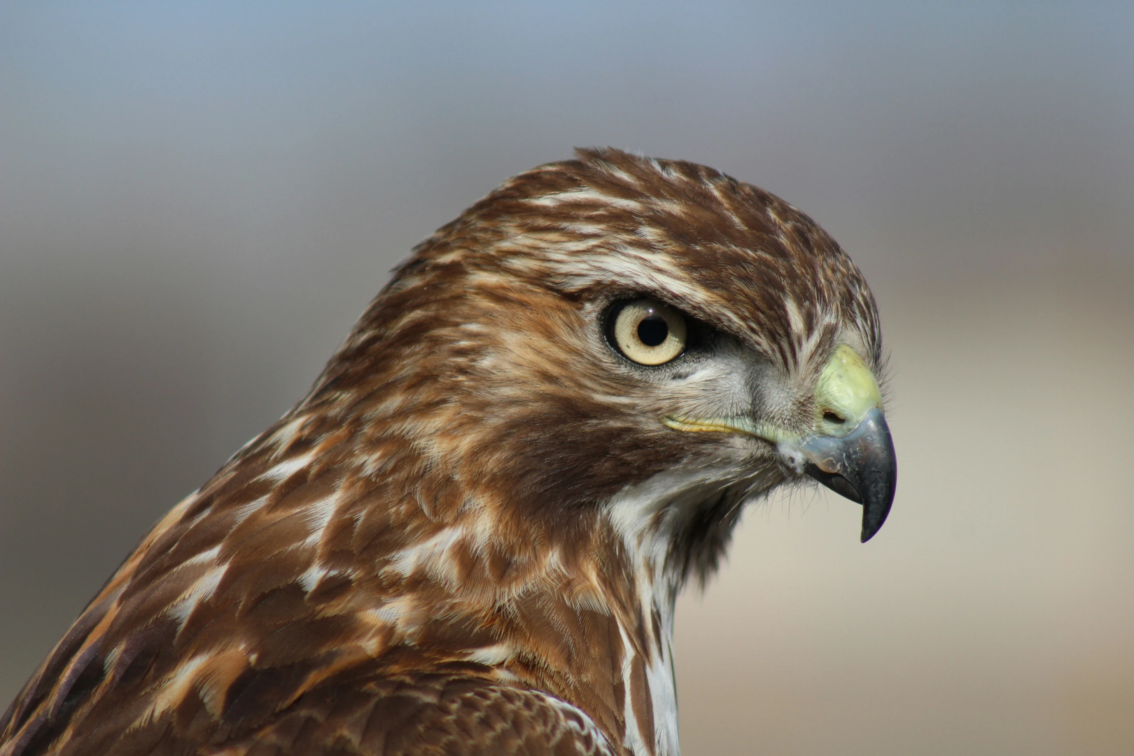 I know this hawk was really scouting for field mice but, he was nice enough to pose for a photo | © Unsplash / Diane Baker