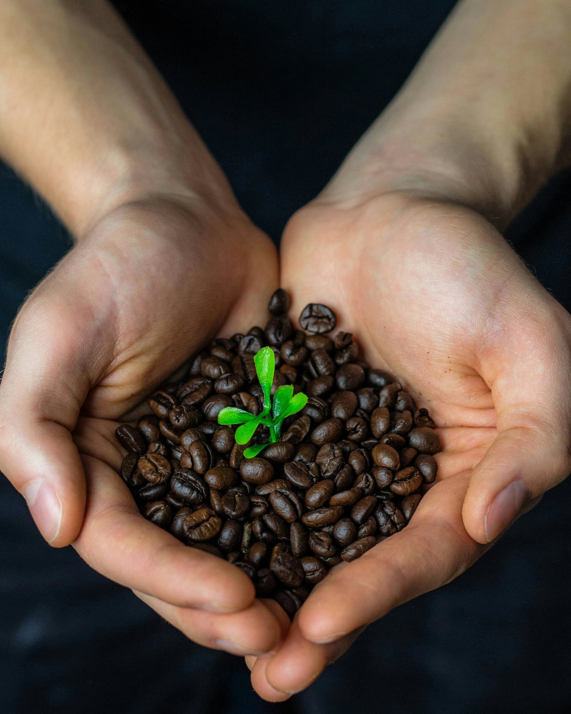 Plant growing out of coffee beans