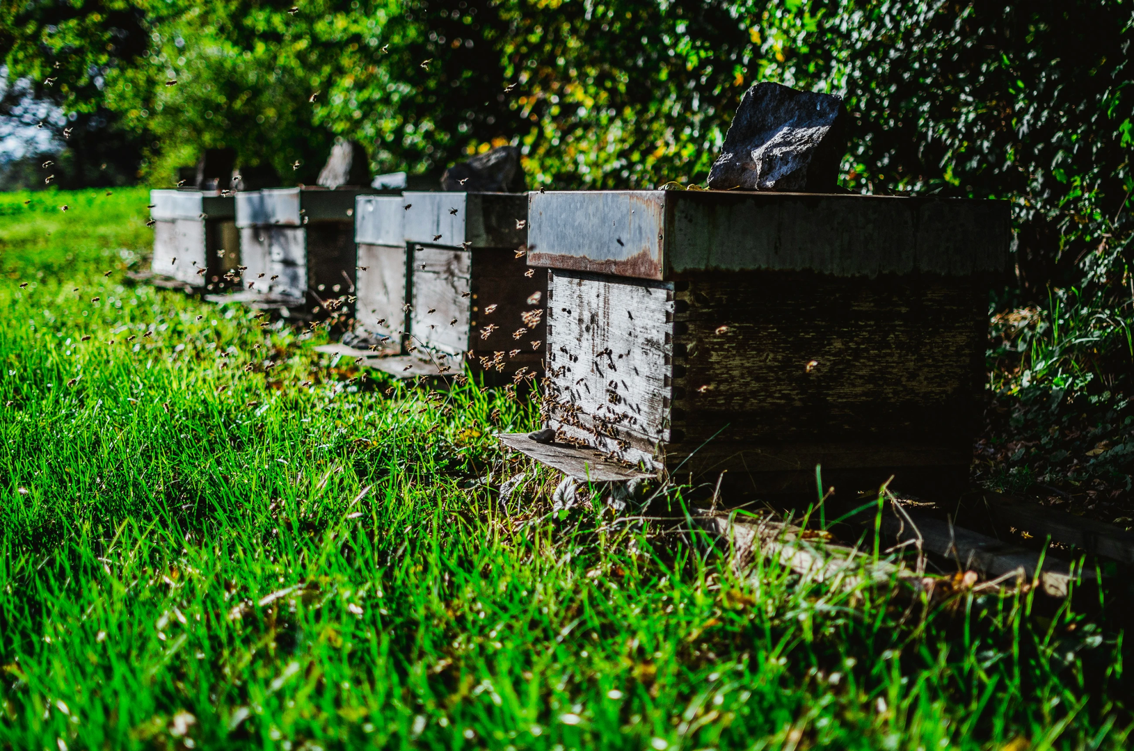 Bees on work, October | © Unsplash / Aesthetes ID