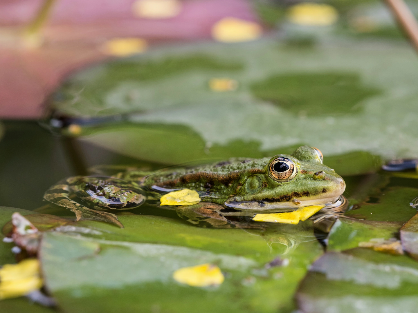Stoisch liegt der Frosch im Teich und streckt nur gerade den Kopf aus dem Wasser. Es gibt immer eine andere Perspektive. Stoically, the frog lies in the pond and only just sticks its head out of the water. There is always another perspective. | © Unsplash / Hansjörg Keller