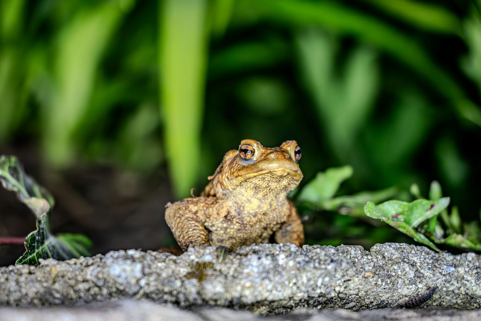 Erdkröte in der Nacht. Common Toad during night | © Unsplash / Simon Infanger