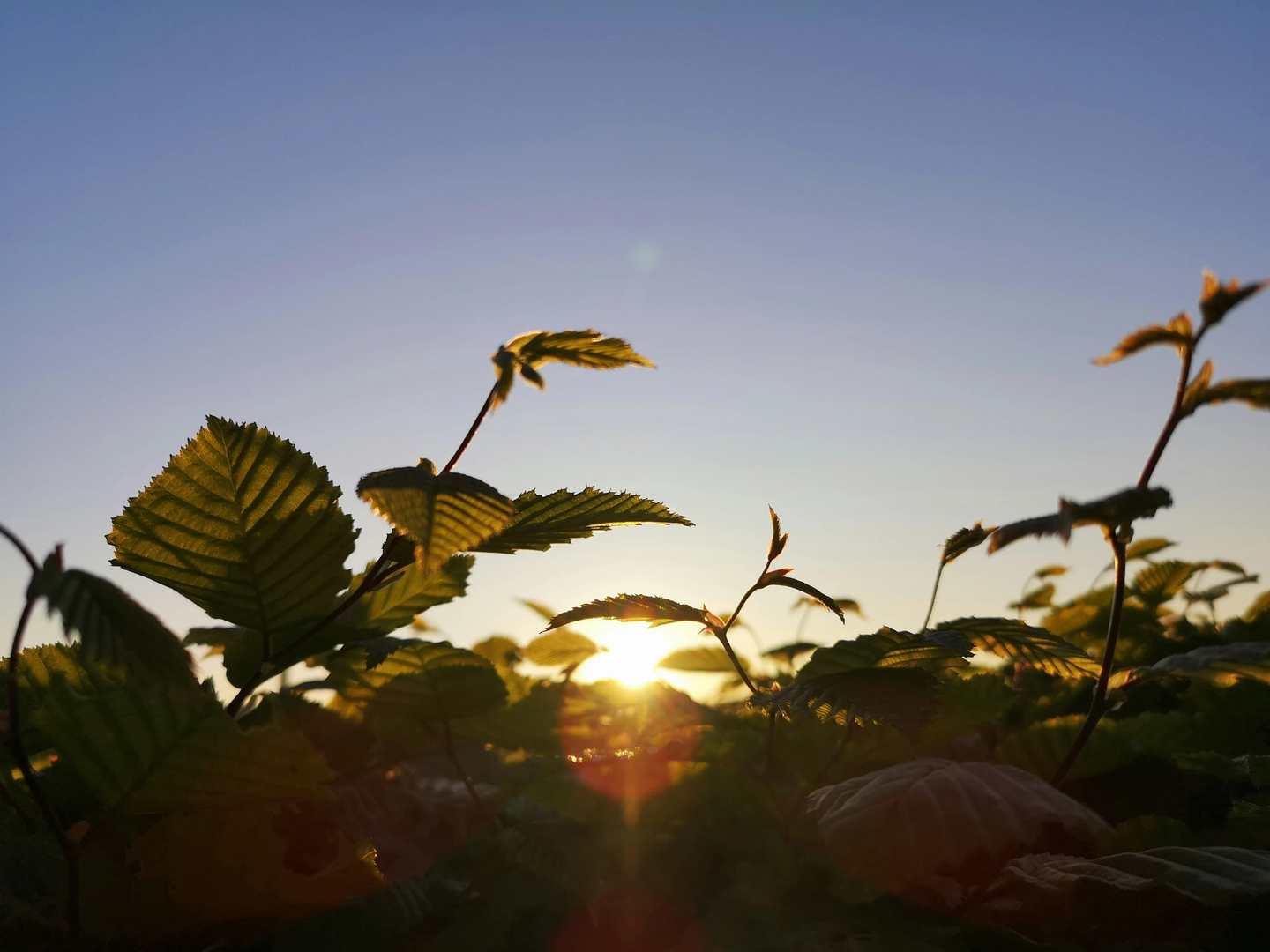 This picture was taken in my garden on a beautiful evening in may. Have fun with it and please support. | © Unsplash / mwpublishing