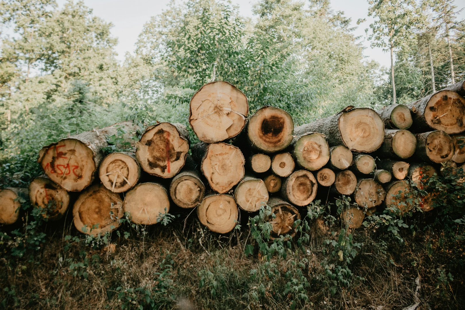 woods wood pile | © Unsplash / Ibrahim Rifath