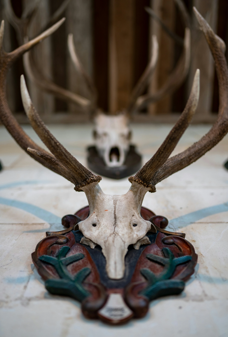 A room full of a king's trophies at Chambord Catle, France | © Unsplash / Razvan Mirel