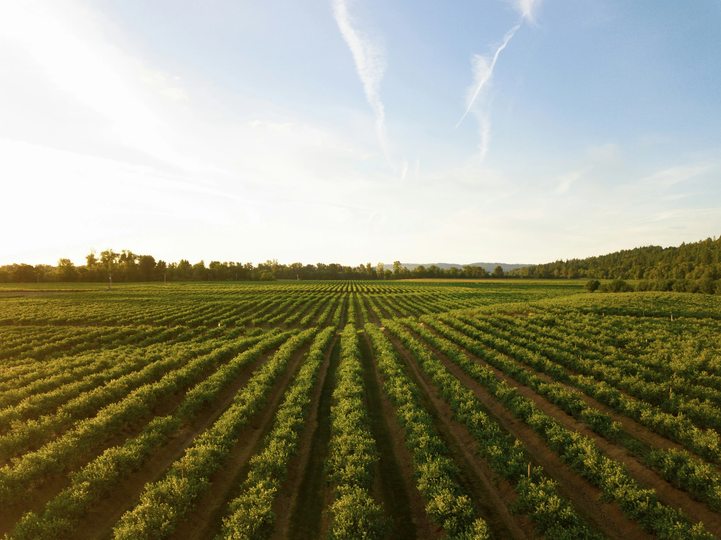 This shot makes me thirsty! I love how this shot turned out. I was about 10 meters above the ground with my Mavic Pro. This is a small winery in the mid-Willamette Valley outside Salem, Oregon. This is one of the biggest wine-producing areas in the country and it makes for some wonderful evening drone flights.  | © Unsplash / Dan Meyers