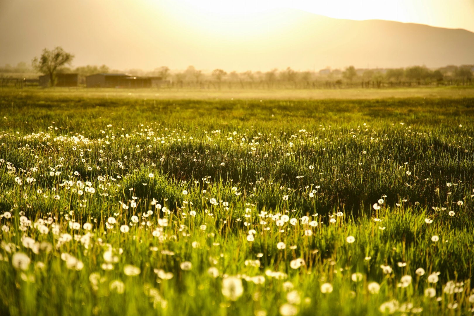Spring dandelion farm field
Sony A6400, Tamron 17mm-70mm | © Unsplash / Kyle