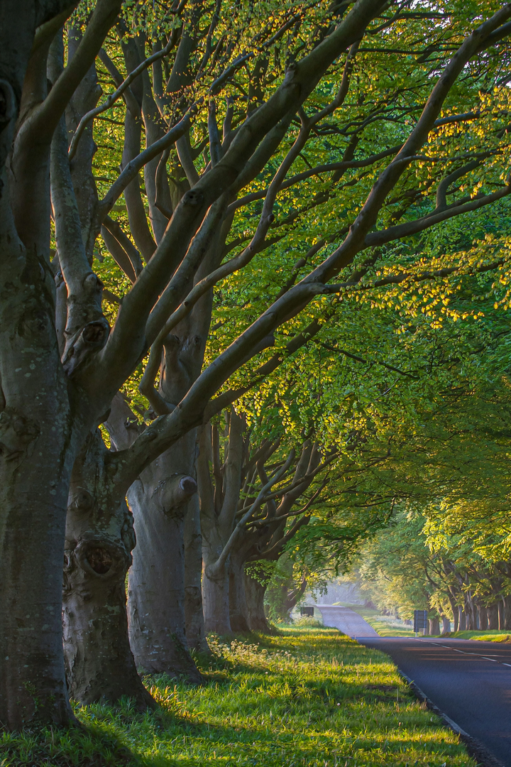 Beech avenue in Dorset UK | © Unsplash / Richard Loader
